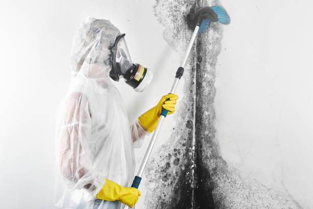 Best Black Mold Removal  in Esparto, CA