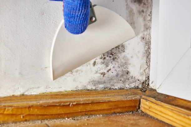 Best HVAC Mold Inspection and Cleaning  in Esparto, CA